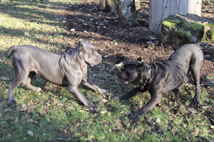 cane corso for sale old world 